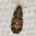 Synchita parvula
