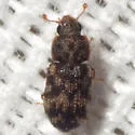 Synchita parvula - photo 3