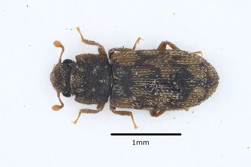 Synchita undata