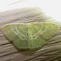 Aberrant aerata-frondaria