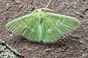 Aberrant aerata-frondaria - photo 2