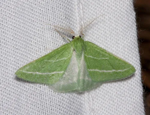 Oblique-striped Emerald - Hodges#7065