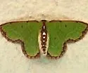 Synchlora cupedinaria - Hodges#7064