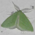 Synchlora faseolaria - Hodges#7067