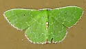 Synchlora irregularia - Hodges#7062 - photo 4