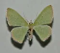 Synchlora noel - Hodges#7063 - photo 2