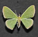 Synchlora noel - Hodges#7063 - photo 4