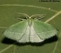 Synchlora pectinaria - Hodges#7066 - photo 2