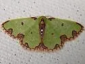 Synchlora xysteraria - Hodges#7060