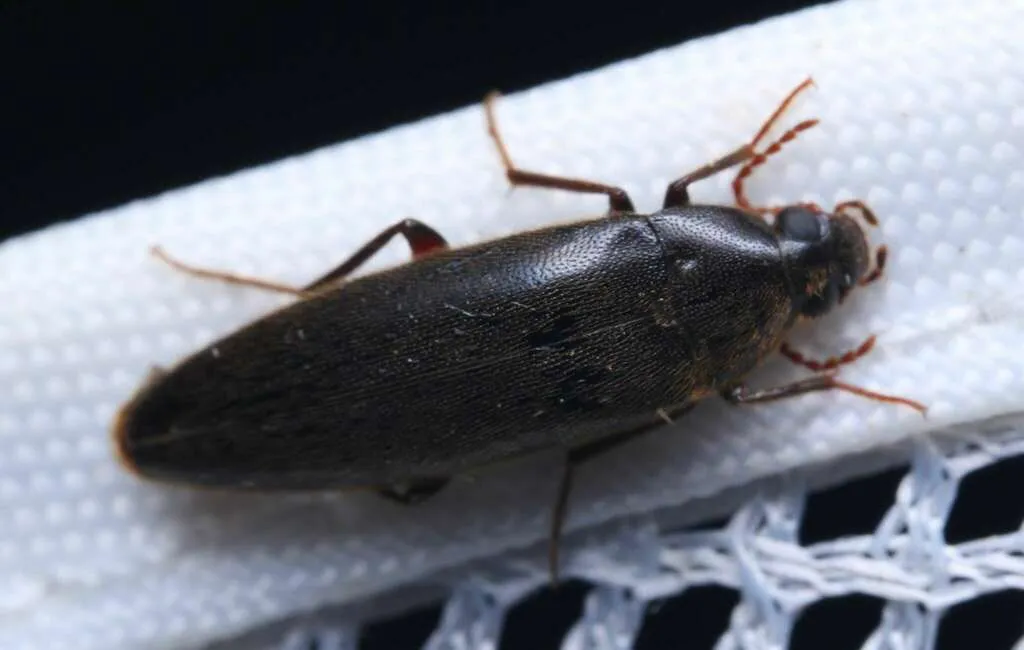 Synchroa chinensis - photo 2