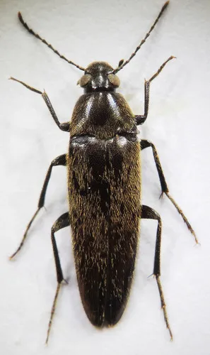 Synchroa formosana