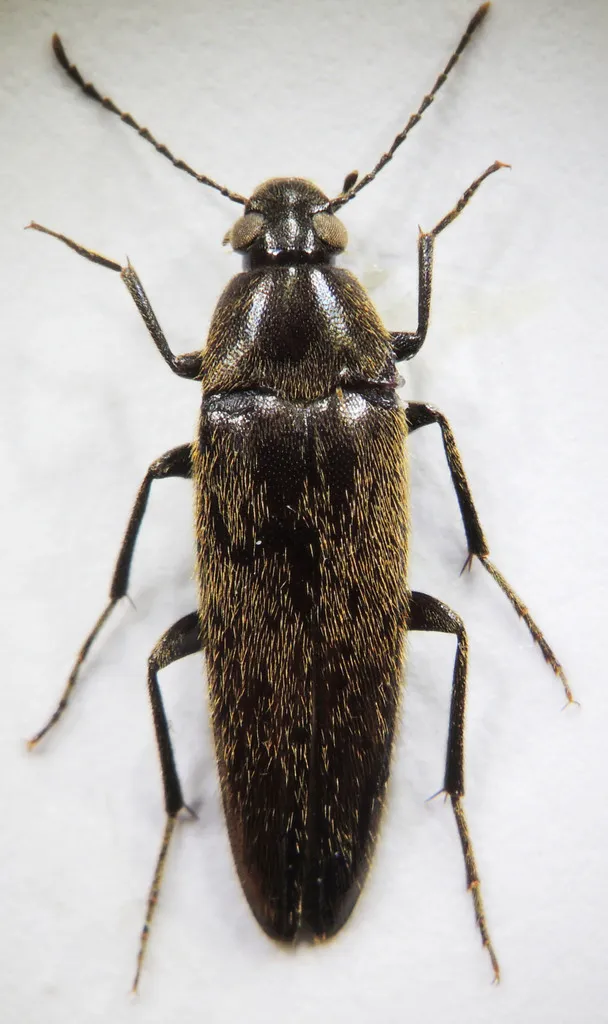 Synchroa formosana - photo 2