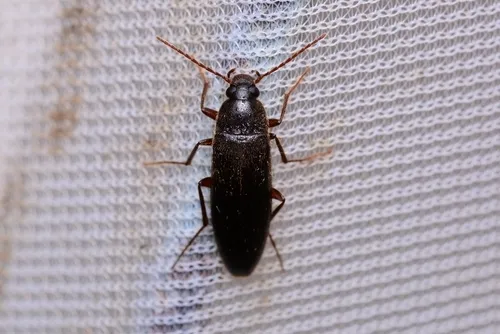 Synchroa melanotoides
