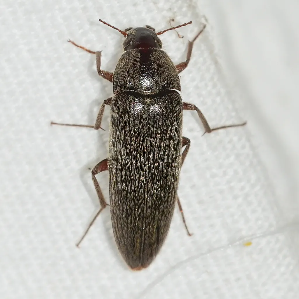 Synchroa punctata