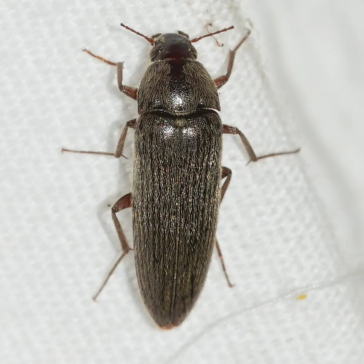 Synchroa punctata - photo 2
