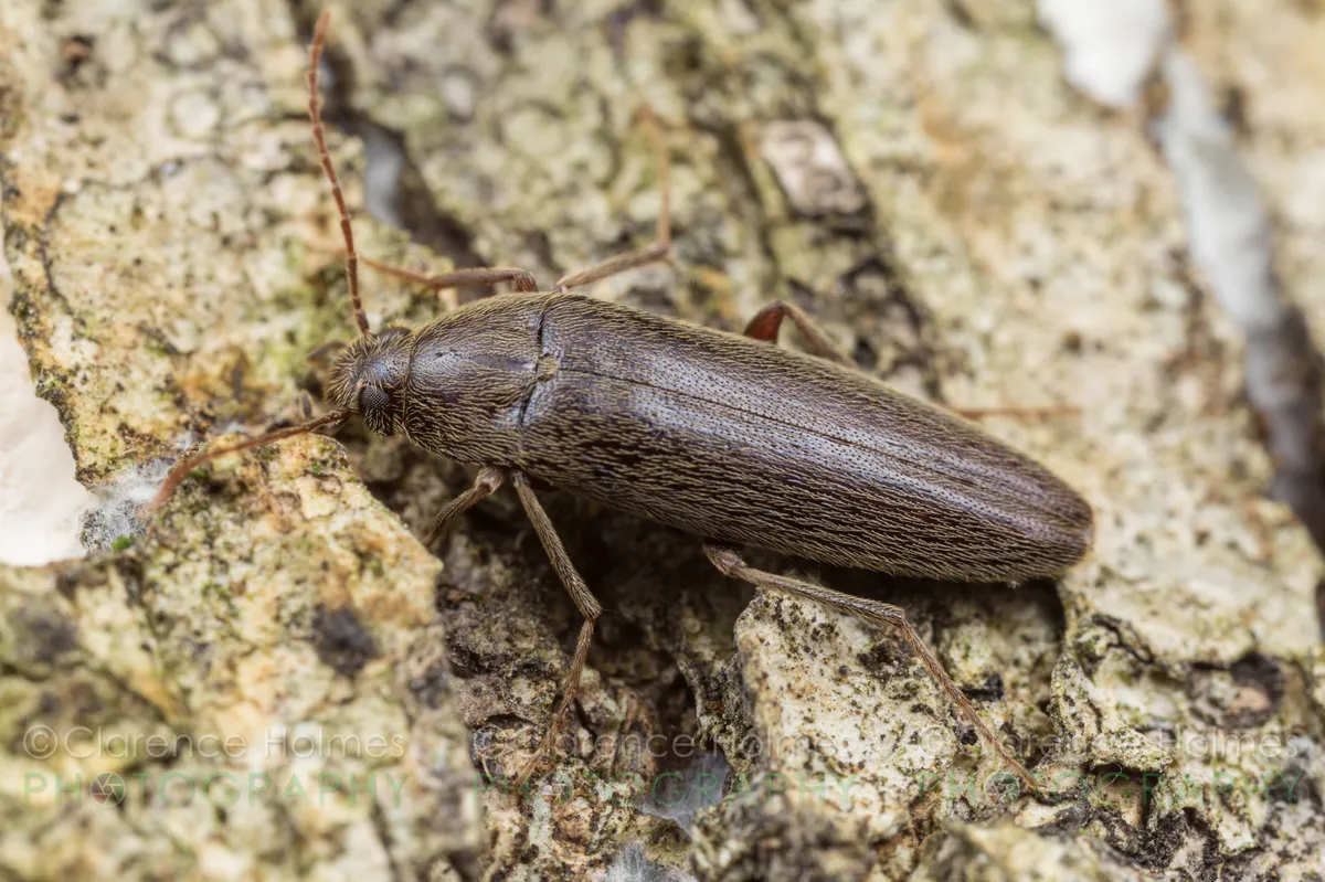 Synchroa Bark Beetles - photo 3