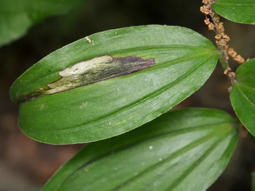 Synchysa tricincta - photo 3