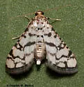 Synclera jarbusalis - Hodges#5196 - photo 3