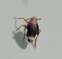 Syndelphax alexanderi