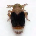 Syndelphax alexanderi - photo 3