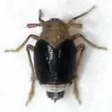 Syndelphax alexanderi - photo 5
