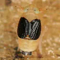 Syndelphax fulvidorsum