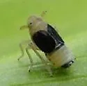 Syndelphax fulvidorsum - photo 2