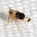 Syndelphax fulvidorsum - photo 3