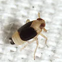 Syndelphax fulvidorsum - photo 4