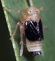 Syndelphax fulvidorsum - photo 5