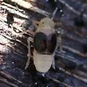 St. Augustine Grass Planthopper
