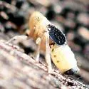 St. Augustine Grass Planthopper - photo 2