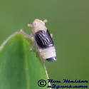 St. Augustine Grass Planthopper - photo 3