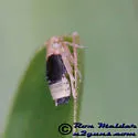 St. Augustine Grass Planthopper - photo 4