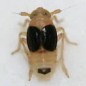 St. Augustine Grass Planthopper - photo 5