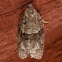 Gray Leafroller - Hodges#3672 - photo 2