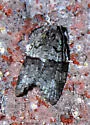 Gray Leafroller - Hodges#3672 - photo 3