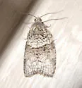 Gray Leafroller - Hodges#3672 - photo 4