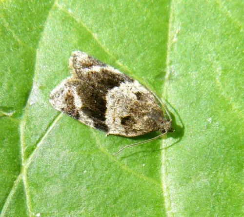 Syndemis musculana