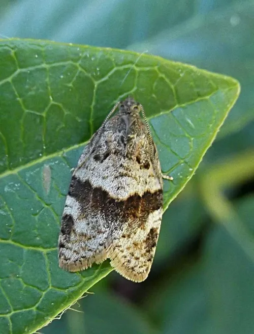 Syndemis musculana - photo 2