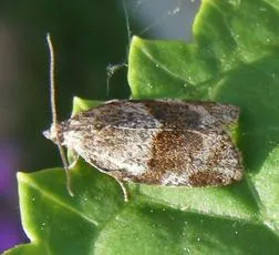 Syndemis musculana - photo 3