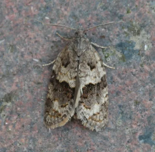 Syndemis musculana - photo 4