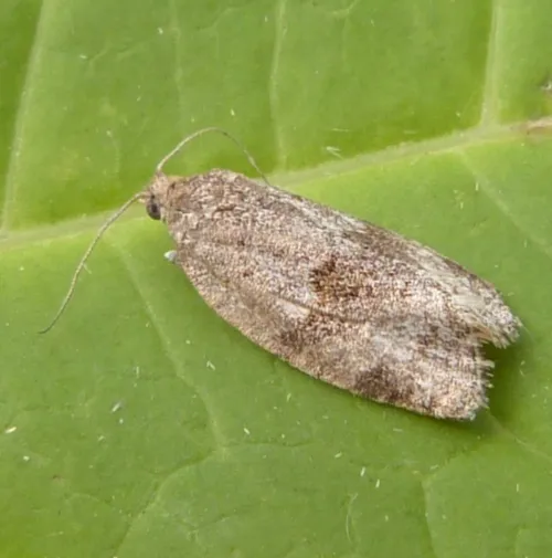 Syndemis musculana - photo 5