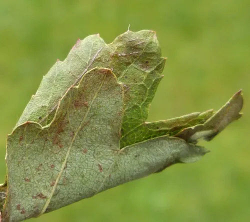 Syndemis musculana - photo 7