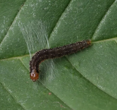 Syndemis musculana - photo 8