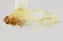 Synecdoche autumnalis