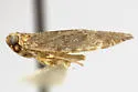 Synecdoche bifoveata