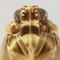 Synecdoche bifoveata - photo 3