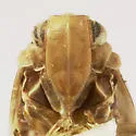 Synecdoche costata - photo 3