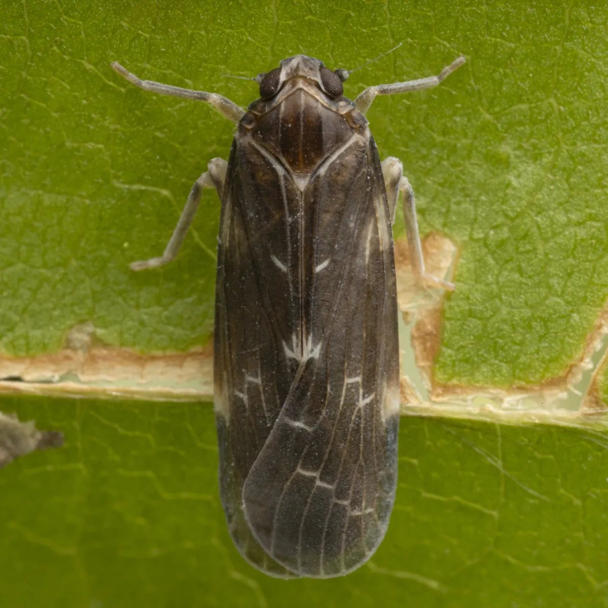 Synecdoche dimidiata